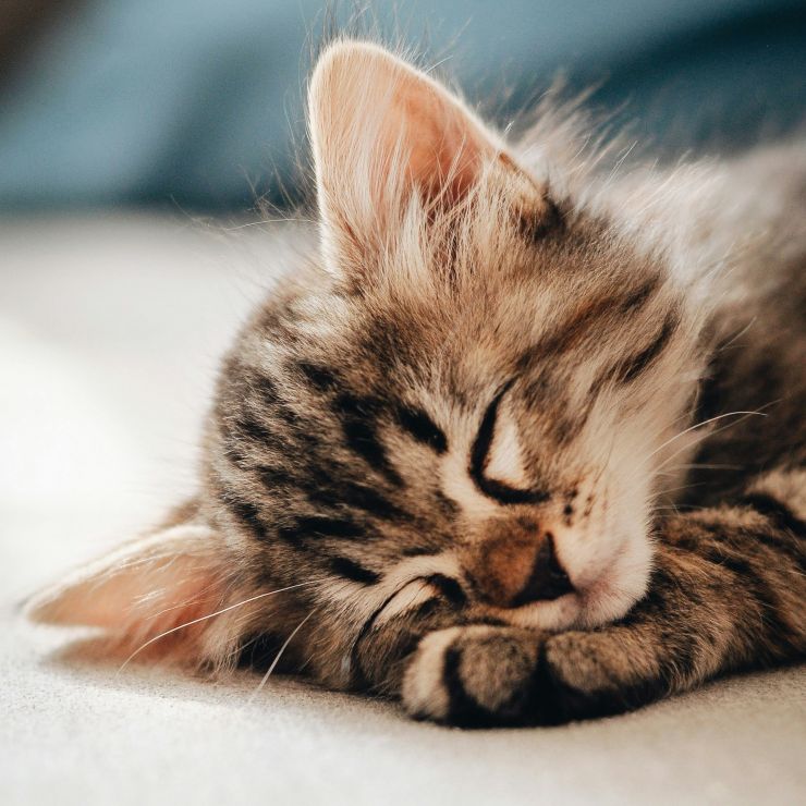Kitten-sleeping-unsplash